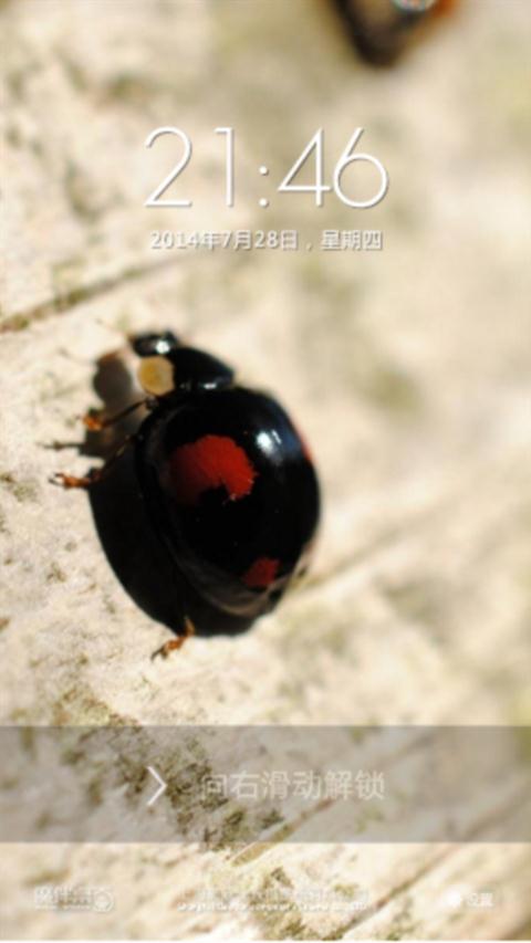 甲壳虫